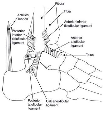 The Ankle Joint - Liverpool Foot Centre